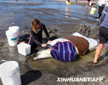 组图：194头巨鲸搁浅海滩 大部分已经死亡